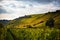 Romatic yellow vineyards during autumn in Rheinhessen