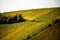 Romatic yellow vineyards during autumn in Rheinhessen