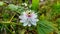 This Rombusa flower is a very small flower but very beautiful to look at, it looks like a passion fruit