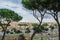 Rome, Italy: cityscape with pines