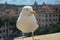 Rome, Italy, close-up of the pigeon sitting on the roof of the Sant Angelo castel