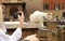 Rome, Italy-October 07, 2018: girl taking pictures on her smartphone cute white cat sitting on the Plaza Largo Di Torre