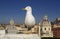Rome seagull and monuments