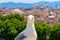 Rome skyline as seen from Castel Sant`Angelo with a Seagull in front