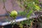 Romegranate fruit on tree branch in the garden. Colorful image with place for text, close up. Miniature Pomegranate