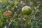 Romegranate fruit on tree branch in the garden. Colorful image with place for text, close up. Miniature Pomegranate ,