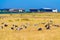 Romney Marsh Canada goose colony Kent England United Kingdom