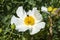 Romneya coulteri