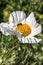 Romneya coulteri with a bee collecting pollen