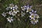 Romulea bulbocodium, Crete