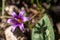 Romulea phoenicia mouterde wild flowers