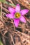 Romulea roses froetang wildflower during spring