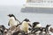 Ronge Island, Antarctica rookery with cruise ship
