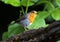 Roodborst, European Robin, Erithacus rubecula