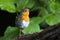 Roodborst, European Robin, Erithacus rubecula