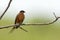 Roodborstzwaluw, Rufous-chested Swallow, Cecropis semirufa