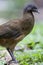 Roodbuikchachalaca, Rufous-vented Chachalaca, Ortalis ruficauda