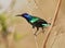 Roodbuikhoningzuiger, Splendid Sunbird, Cinnyris coccinigastrus