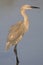 Roodhalsreiger, Reddish Egret, Egretta rufescens