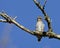 Roodkeeldwergcotinga.,Buff-throated Purpletuft, Iodopleura pipra