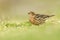 Roodkeelpieper, Red-throated Pipit, Anthus cervinus