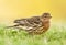 Roodkeelpieper, Red-throated Pipit, Anthus cervinus