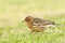 Roodkeelpieper, Red-throated Pipit, Anthus cervinus