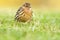 Roodkeelpieper, Red-throated Pipit, Anthus cervinus