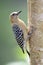 Roodkruinspecht, Red-crowned Woodpecker, Melanerpes rubricapillus