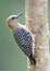 Roodkruinspecht, Red-crowned Woodpecker, Melanerpes rubricapillus