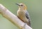 Roodkruinspecht, Red-crowned Woodpecker, Melanerpes rubricapillus