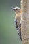 Roodkruinspecht, Red-crowned Woodpecker, Melanerpes rubricapillus