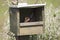 Roodpootvalk, Red-footed Falcon, Falco vespertinus