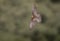 Roodpootvalk, Red-footed Falcon, Falco vespertinus