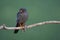 Roodpootvalk, Red-Footed Falcon, Falco vespertinus