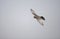 Roodpootvalk, Red-footed Falcon, Falco vespertinus