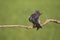 Roodpootvalk, Red-Footed Falcon, Falco vespertinus