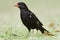 Roodsnavel-buffelwever, Red-billed Buffalo-weaver, Bubalornis ni