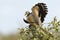 Roodsnaveltok, Northern Red-billed Hornbill, Tockus erythrorhynchus