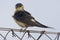 Roodstuitzwaluw, Red-rumped Swallow, Cecropis daurica