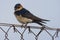 Roodstuitzwaluw, Red-rumped Swallow, Cecropis daurica