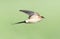 Roodstuitzwaluw, Red-rumped Swallow, Cecropis daurica