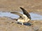 Roodstuitzwaluw, Red-rumped Swallow, Cecropis daurica