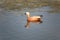 Roody shelduck