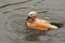 Roody shelduck