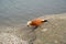 Roody shelduck red duck Tadorna ferruginea Pallas stands to dial a pond