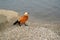 Roody shelduck red duck Tadorna ferruginea Pallas walks on the shore of the pond