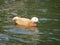 Roody shelduck swims on the river outside the city. spring Sunny day. beautiful young roody shelduck.