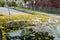 The roof of a car covered in fallen maple flowers.