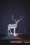Roof deer-shaped ornament under lights at night